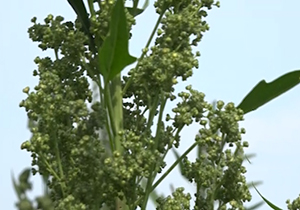 کاشت خاویار گیاهی در گلستان + فیلم