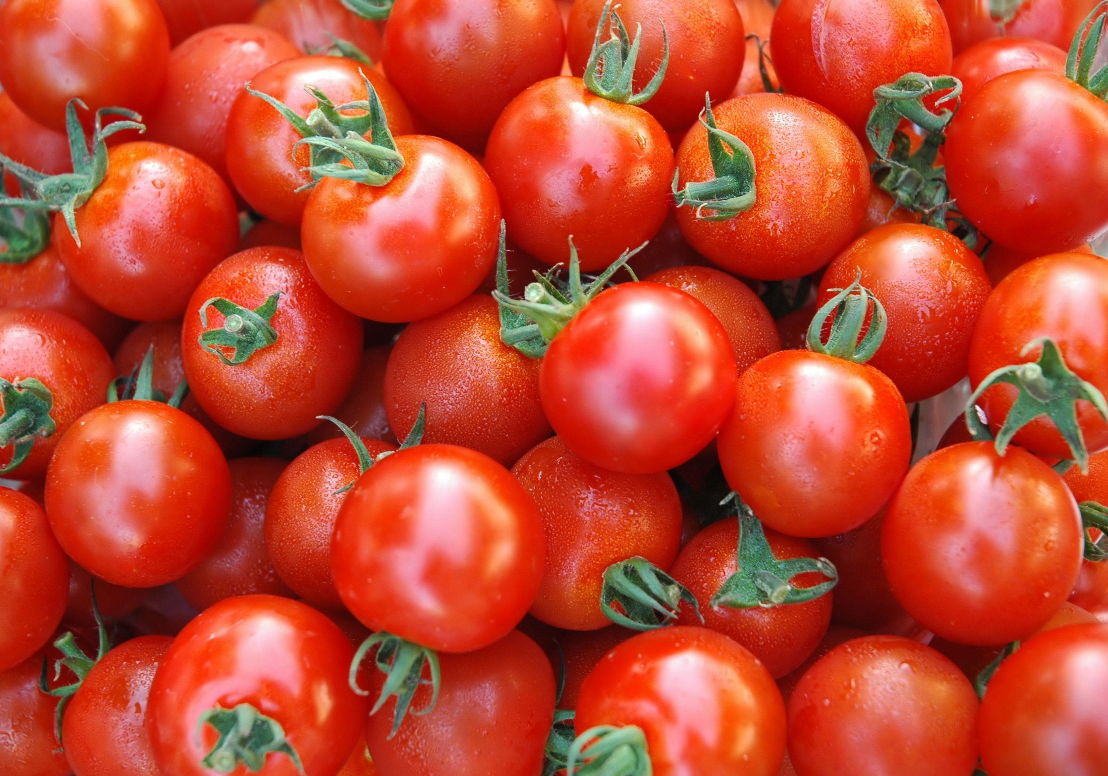 تولید گوجه فرنگی به بیش از ۴ میلیون و ۲۰۰ هزار تن می‌رسد/آغاز خرید حمایتی گوجه فرنگی با نرخ ۱۱۵۰ تومان