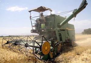 برداشت بیش از ۱۵۰۰ تن گندم در نطنز