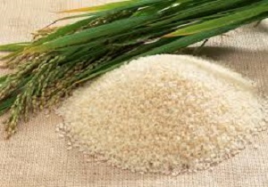 تولید برنج کشور به ۲.۵ میلیون تن می رسد
