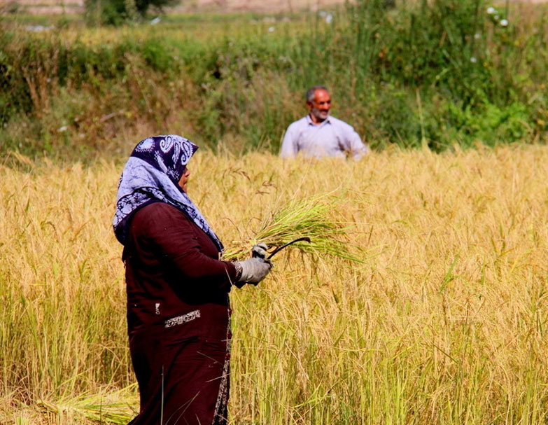 کشاورزان گیلانی در حال برداشت برنج از مزراع