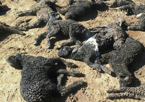 تلف شدن ۵۷ رأس گوسفند در قروه