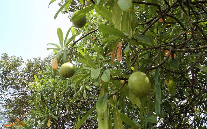 اختصاص بیش از ۴ هزار هکتار از باغات استان به درختان ثمرده