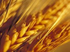 معرفی چهاررقم جدید گندم در موسسه تحقیقات کشاورزی دیم کشور