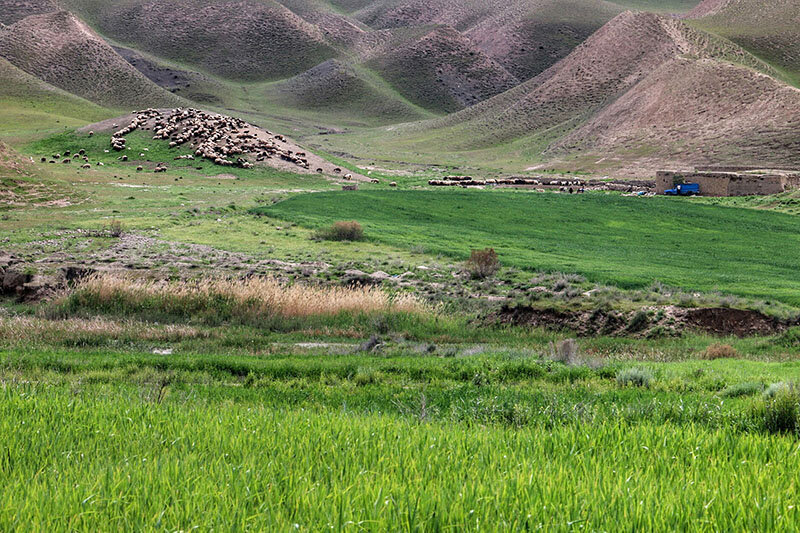 اجرای عملیات بیولوژیک آبخیزداری در مراتع استان کردستان