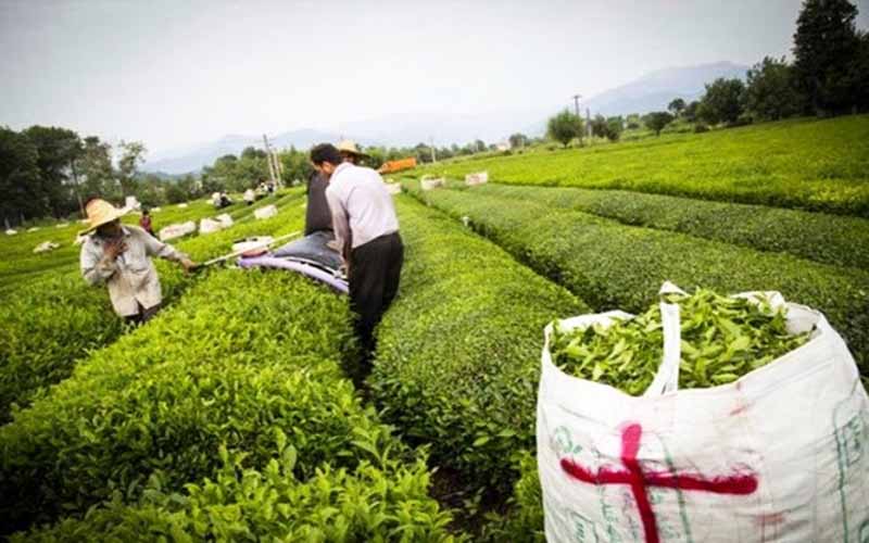خرید تضمینی برگ سبز چای از ۱۰۴ هزار تن فراتر رفت/رشد ۸ درصدی خرید تضمینی برگ سبز چای