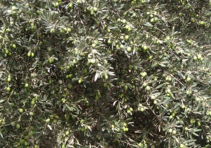 آغاز برداشت زیتون سبز در قزوین