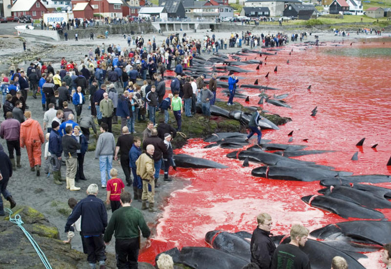 کشتار نهنگ‌ها رسم وحشیانه مردم جزایر فارو + فیلم