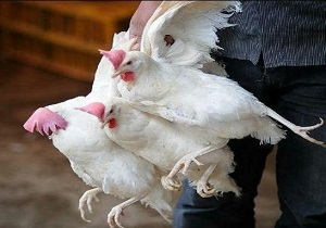 مردم مرغ زنده نخرند