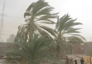 خسارت طوفان به نخل‌های خرما در جهرم + فیلم