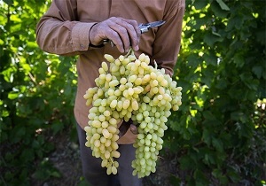 پیش‌بینی برداشت ۱۶۴ تن انگور از تاکستان‌های خلخال