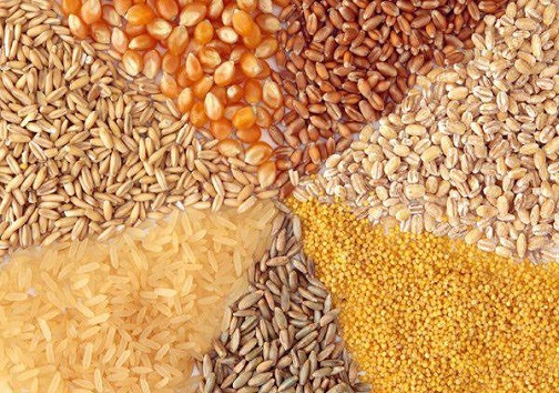 تولید هشت رقم بذر جدید در پردیس تحقیقات کشاورزی امامزاده جعفر گچساران