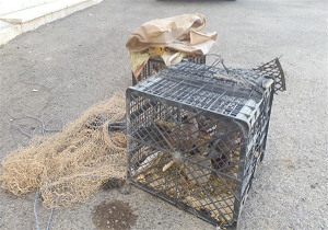 متلاشی شدن سه باند قاچاق پرنده شکاری در قزوین