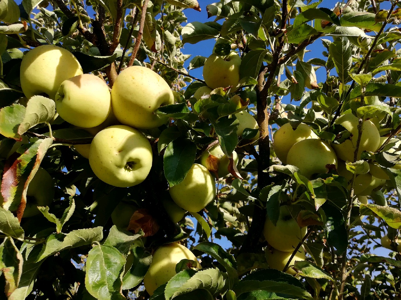 تولید ۱۲۰ هزار تن سیب درختی در کهگیلویه و بویراحمد