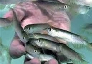 تلف شدن سه هزار قطعه ماهی در حاشیه رودخانه قره سو