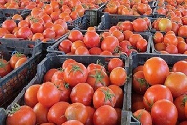 پرداخت بیش از ۲۱۰ میلیارد ریال از مطالبات کشاورزان گوجه کار