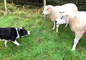 روش منحصر به فرد یک چوپان برای انتقال گوسفندان به داخل حصار! + فیلم