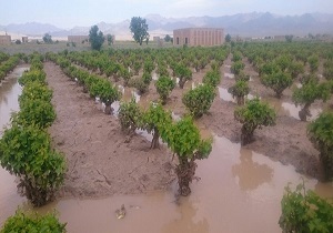 تخصیص اعتبار میلیاردی برای خسارت سیلاب در حوزه کشاورزی خوزستان
