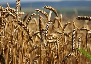 تولید بیش از هزار تن بذور اصلاح شده گندم در شاهرود