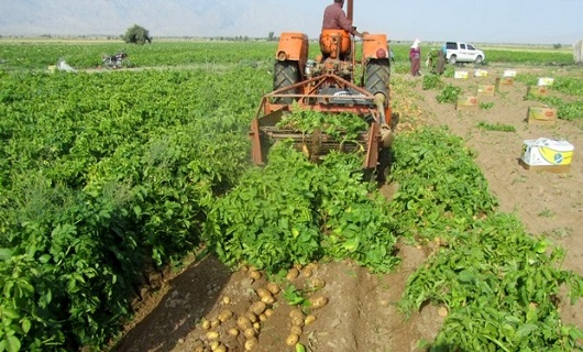 همدان، قطب سیب زمینی کشوردر حسرت صنایع تبدیلی