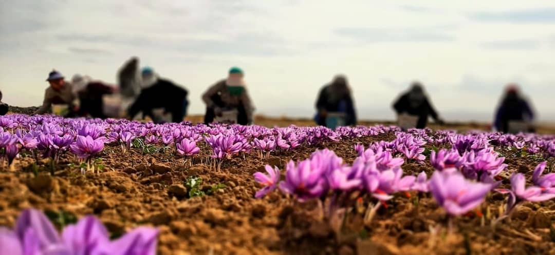 برداشت زعفران در قوچان + تصاویر