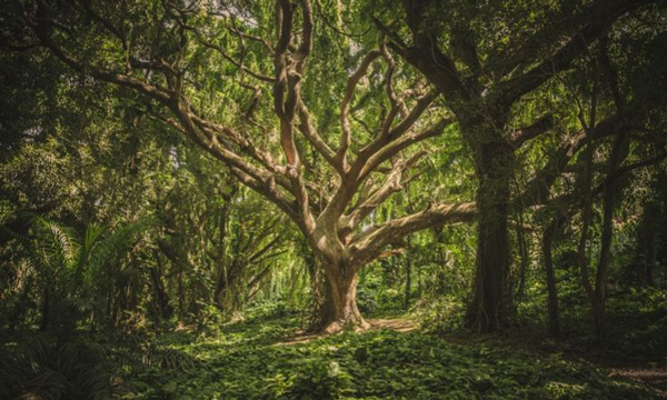 از پاندوی در حال مرگ تا درختی که عمرش از اهرام مصر هم بیشتر است / پیرترین درختان جهان را کجا می‌توان دید؟