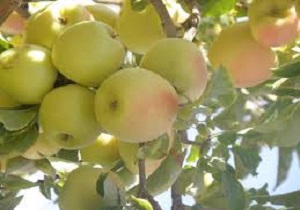 صادرات محصول سیب درختی سمیرم به عنوان برند جهانی شناخته شده است