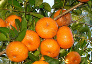 برداشت ۷۵ درصد نارنگی انشو در مازندران