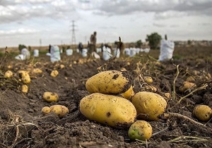 ۳ هزار تن سیب‌زمینی از اراضی دامغان برداشت می‌شود