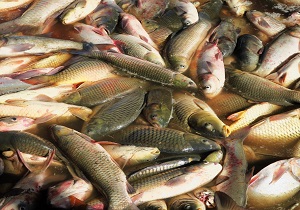 شناسایی قاتل جان هزاران ماهی