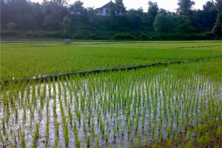 اما و اگر‌های ممنوعیت کشت برنج در فلات مرکزی/ افزایش قیمت، زمینه‌ساز کشت برنج در مناطق کم‌آب شد!