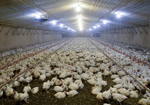 تولید ۲۸ هزار تن گوشت مرغ در خراسان جنوبی