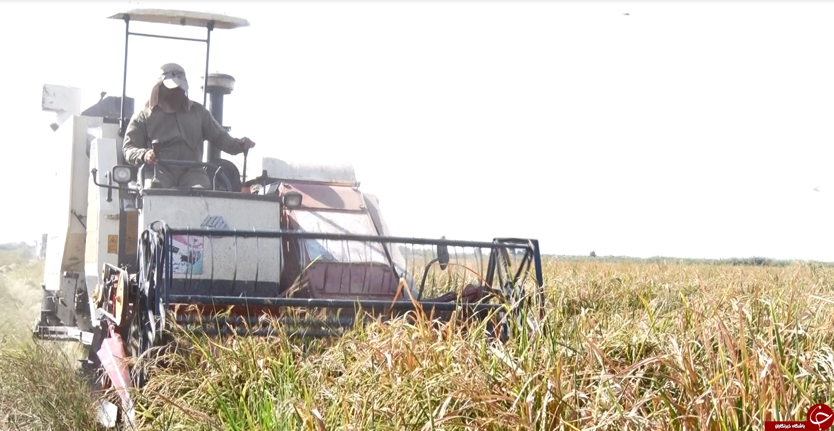 آرامش، ارمغان کشت برنج برای کشاورزان/سیل دست خالی از اراضی کشاورزی خوزستان رفت+فیلم