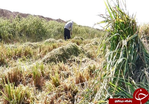 آرامش، ارمغان کشت برنج برای کشاورزان/سیل دست خالی از اراضی کشاورزی خوزستان رفت+فیلم