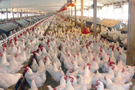 استمرار ثبات نرخ مرغ در بازار/ قیمت مرغ به ۱۲ هزار و ۴۰۰ تومان رسید
