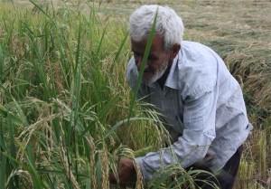 برداشت برنج از اراضی کشاورزی باغملک