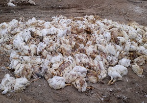 تلف شدن بیش از ۱۸هزار مرغ در بافق