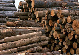 دستگیری اعضای باند قاچاق چوب جنگلی در رستم
