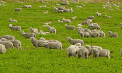 نزدیک شدن کوسه‌ای غول‌پیکر به سکوی نفتی ایران + فیلم