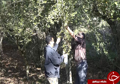 ثبت خاطرات خوش با سفر پاییزی به مازندران + فیلم