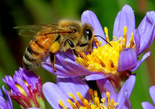 زنبور عسل، موجودی کوچک که نقشی بزرگ در محیط زیست دارد