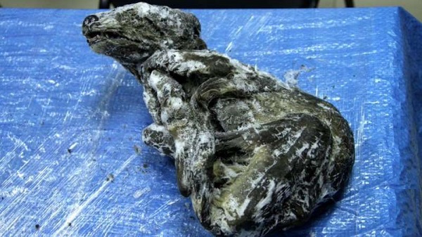 کشف جسد توله سگ/گرگ 18000 ساله در سیبری دیرینه شناسان را حیرت زده کرد