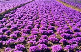 خرید بیش از نهصد کیلوگرم زعفران خشک در خواف