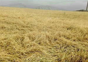 اراضی کشاورزی شادگان از خسارت بارندگی در امان نماندند