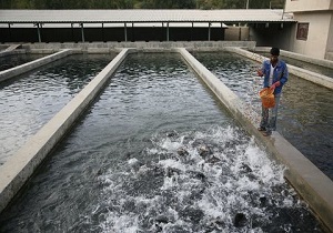 پیش بینی تولید ۶۰۰ تن ماهی تیلاپیا در بافق