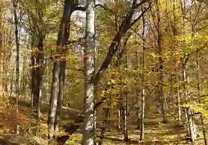 فیلمی از طبیعت هفت رنگ پاییز در روستای نجارده