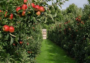 اهدای باغ سیب برای اشتغال مددجویان کمیته امداد قزوین