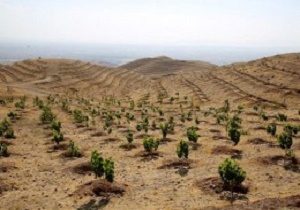۲۳۰ هکتار جنگل‌کاری مشارکتی در استان سمنان انجام می‌شود