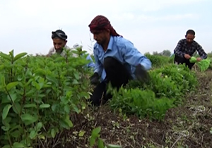 کاشت سبزی خوردن در زمین‌های حمیدیه خوزستان + فیلم