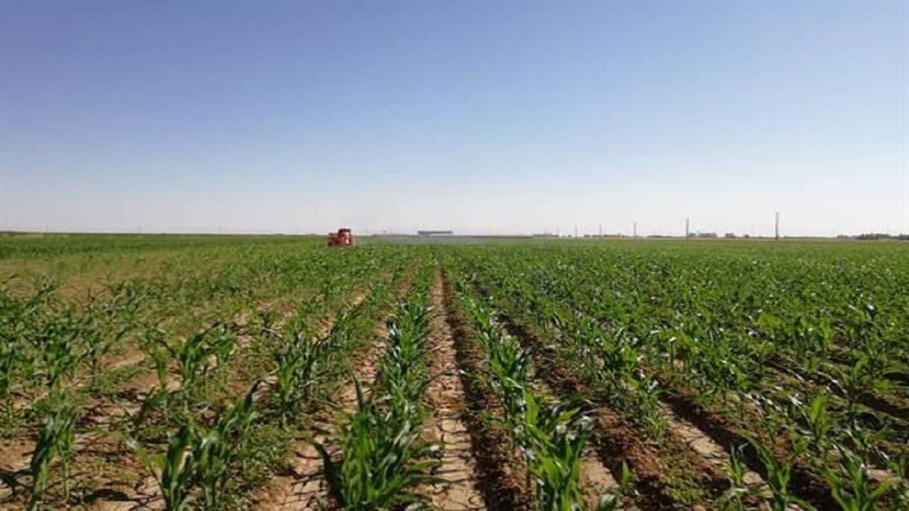 ۳۵ تیم مراقبت در پایداری تولید محصولات کشاورزی قزوین